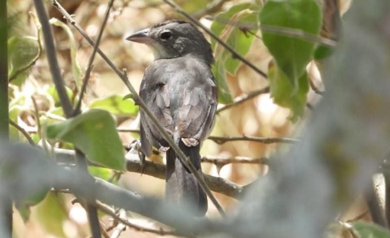 Ecopetrol fortalece la protección de la biodiversidad en Huila con el proyecto Dina T – Palogrande