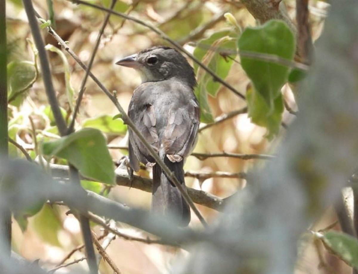 Ecopetrol fortalece la protección de la biodiversidad en Huila con el proyecto Dina T – Palogrande